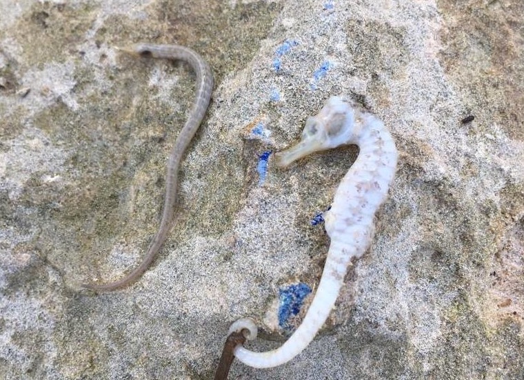 Una aguja y un caballito de mar muertos en septiembre de 2019