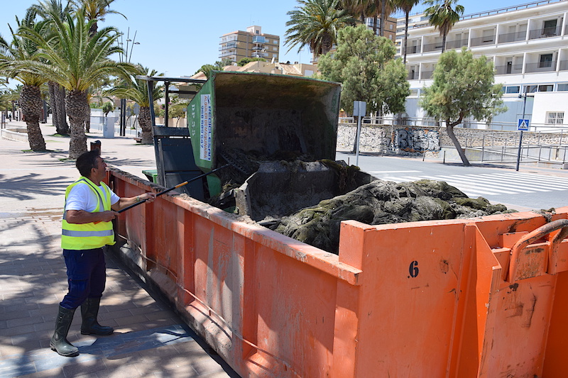 Un operario retira iun contenedor de algas de la playa de La Ribera