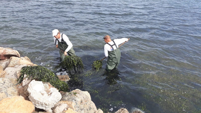 Operarios retiran algas acumuladas en la orilla