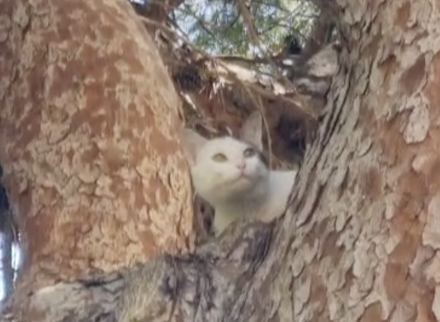El gato atrapado en el pino de Lo Pagán