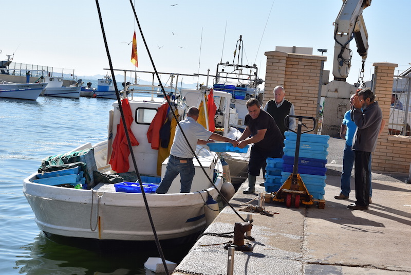Los pescadores del Mar Menor desembarcan las doradas de noviembre en el muelle de Lo Pagán