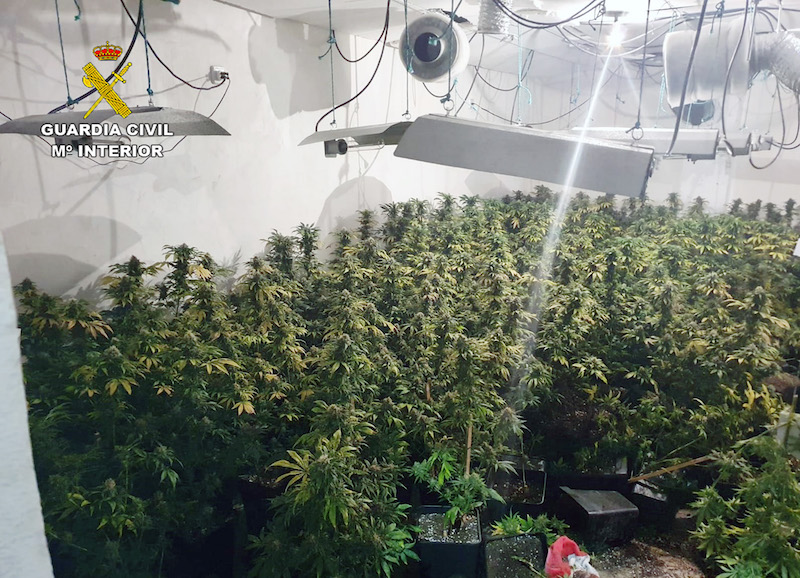 Cultivo de marihuana en un sótano de Roldán 
