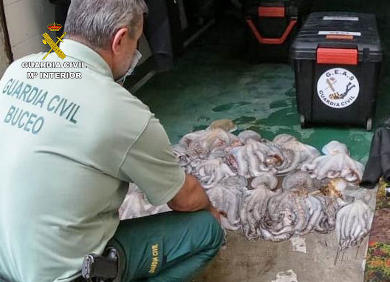 Un agente reúne los kilos de pulpo pescado de forma ilícita en Cartagena