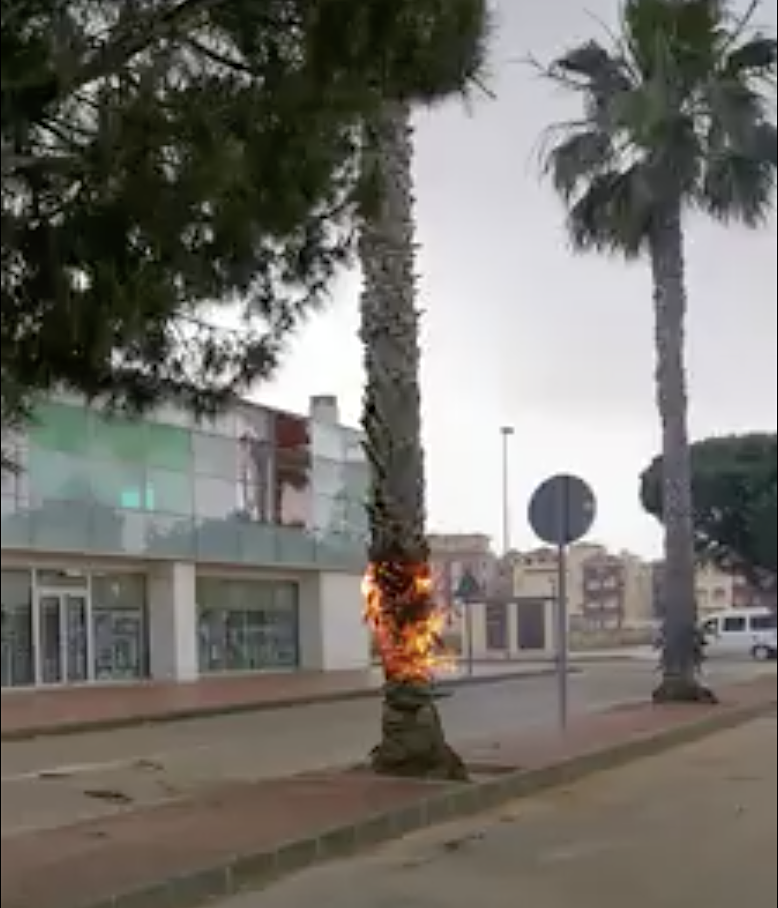 La palmera en llamas por el rayo en la avenida de la Libertad de Los Alcázares