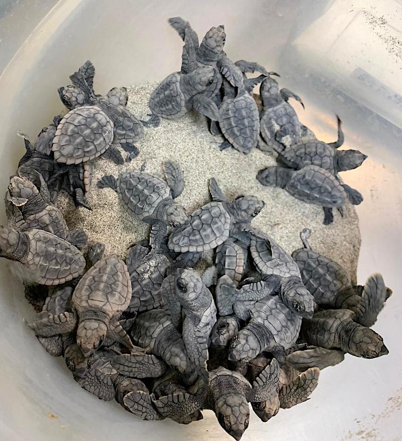 Las crías de tortuga boba nacidas del nido de La Manga