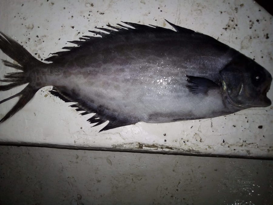 El ejemplar de pez negro capturado en el Mar Menor