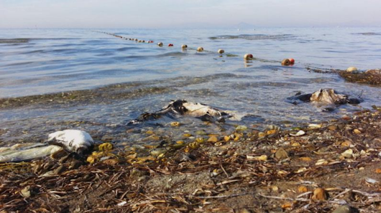 Cormoranes Muertos en el Mar Menor