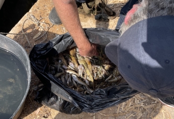 Una bolsa con peces muertos en El Atalayón