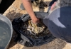 Una bolsa con peces muertos en El Atalayón