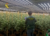 Plantación ilegal de marihuana en Balsicas